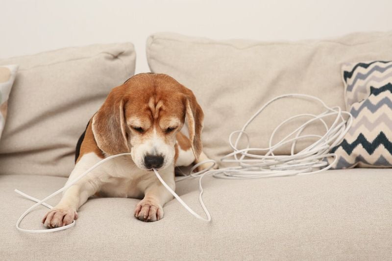 Shocking Risks: Electrical Cords