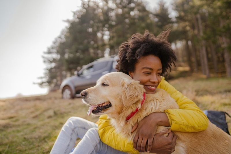 Labrador Retriever: The Intuitive Mood-Lifter