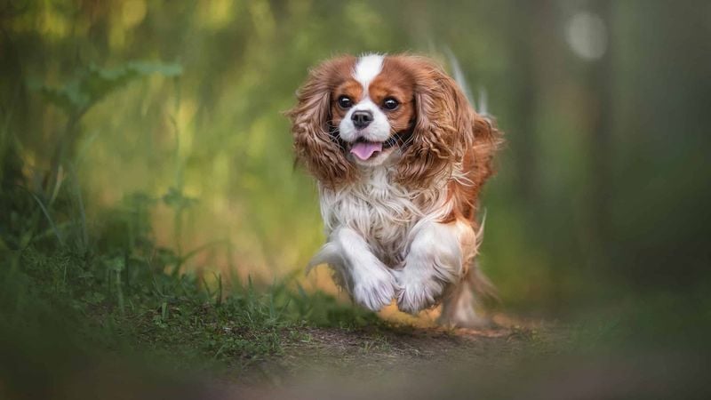 Cavalier King Charles Spaniel