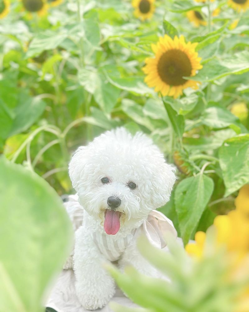 Bichon Frise