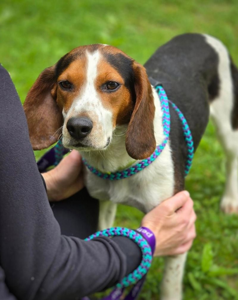 Beagles