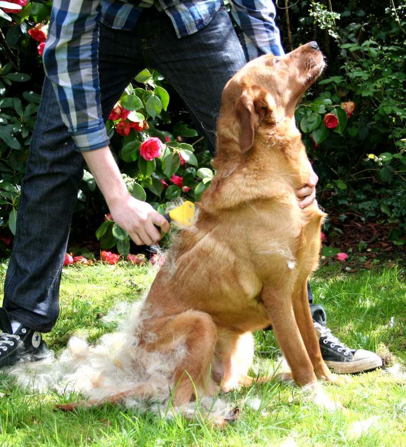 Labrador Retriever