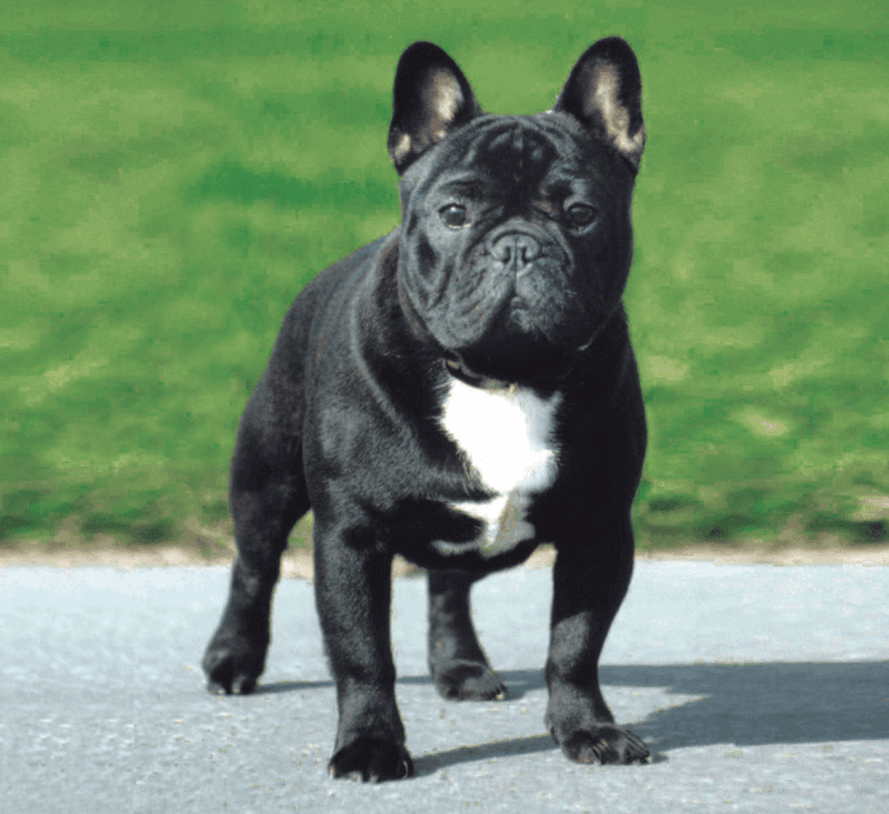 French Bulldog: The Shower Supervisor