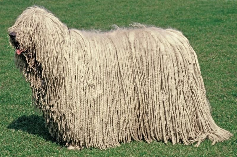 Komondor