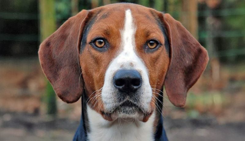 American Foxhound: Melodious but Menacing (to Cats)