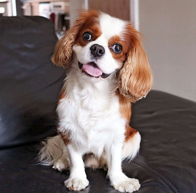 Apartment-Perfect Size Without Small Dog Syndrome