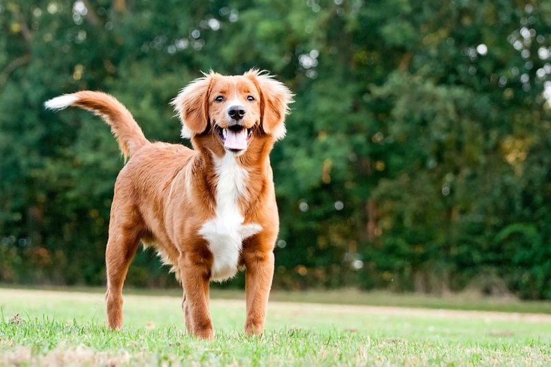 Nova Scotia Duck Tolling Retriever: The Pied Piper of Ducks
