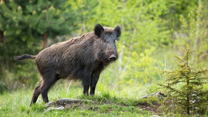 Wild Boars