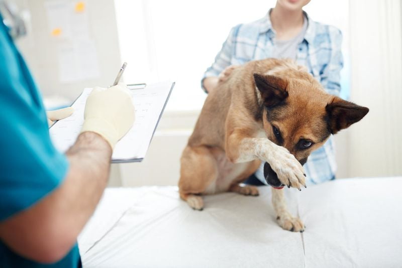 The Vet’s Office