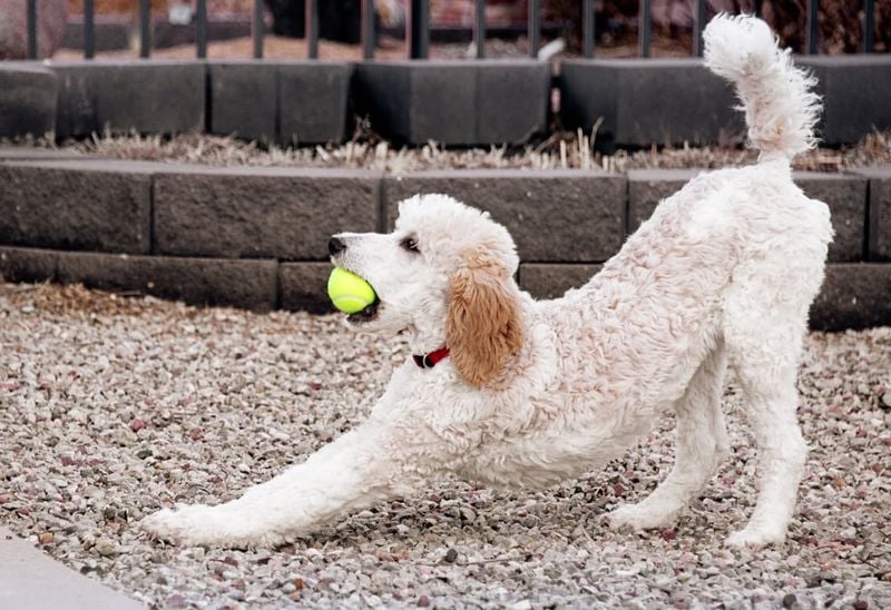 Poodle (Standard or Miniature)