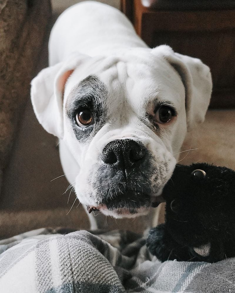 Boxer: The Peter Pan of Dog Breeds