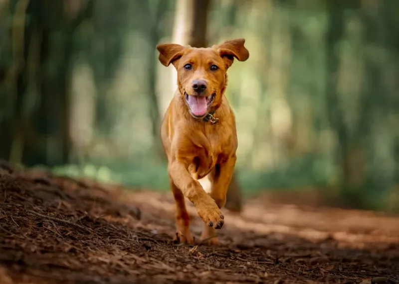 Bandog