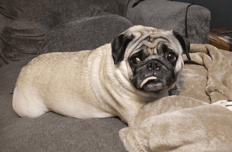 Pug: The Master of Pathetic Expressions