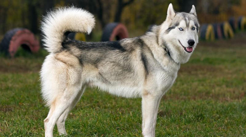 Siberian Husky: The Cold Weather Lifesaver