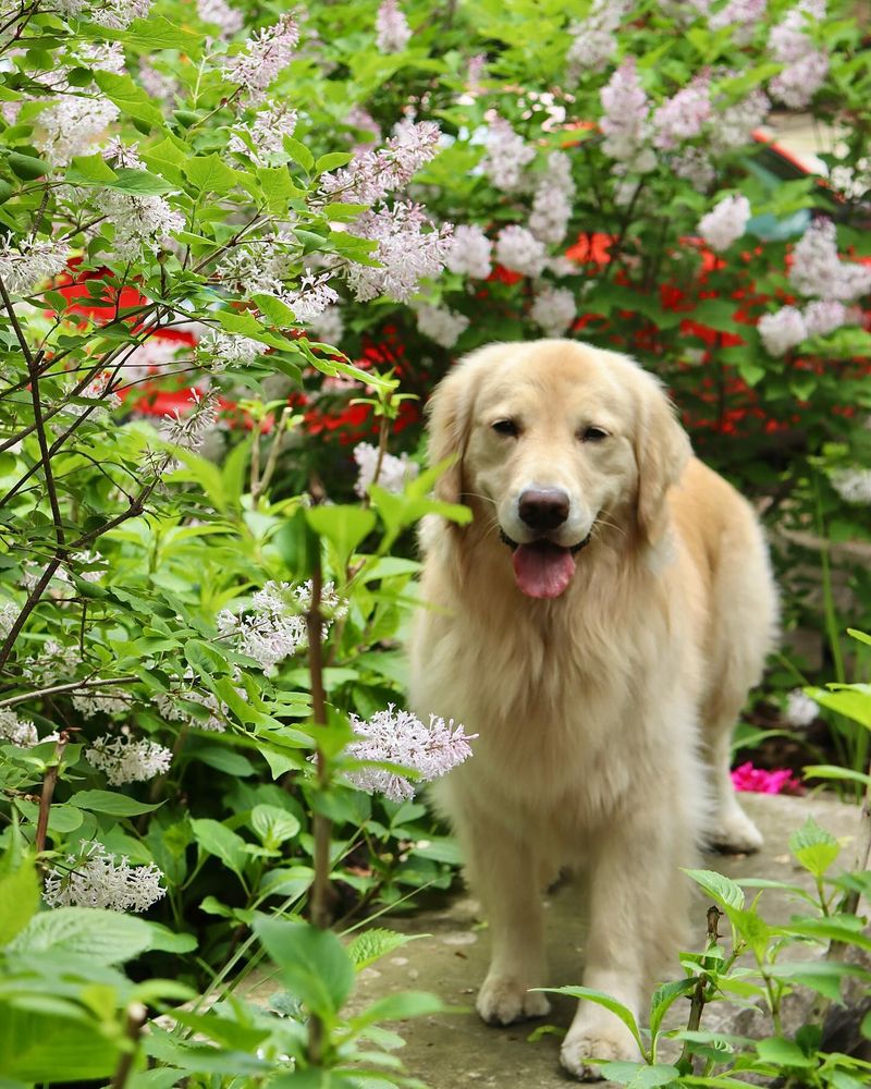 Golden Retriever: America's Rising Star