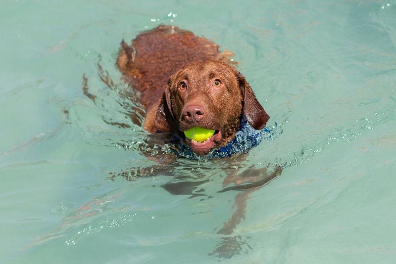 Chesapeake Bay Retriever