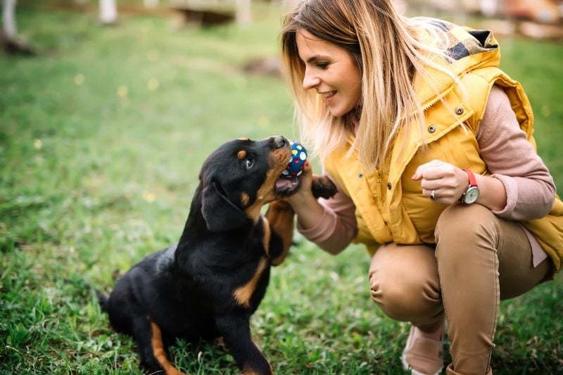 Rottweilers Are Always Intimidating
