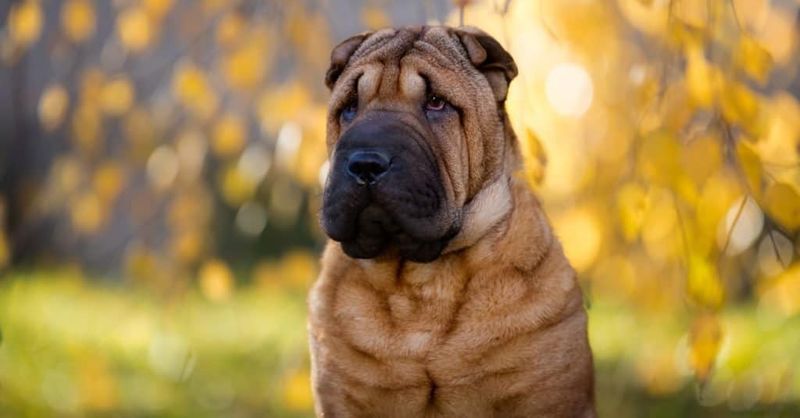 Shar-Pei