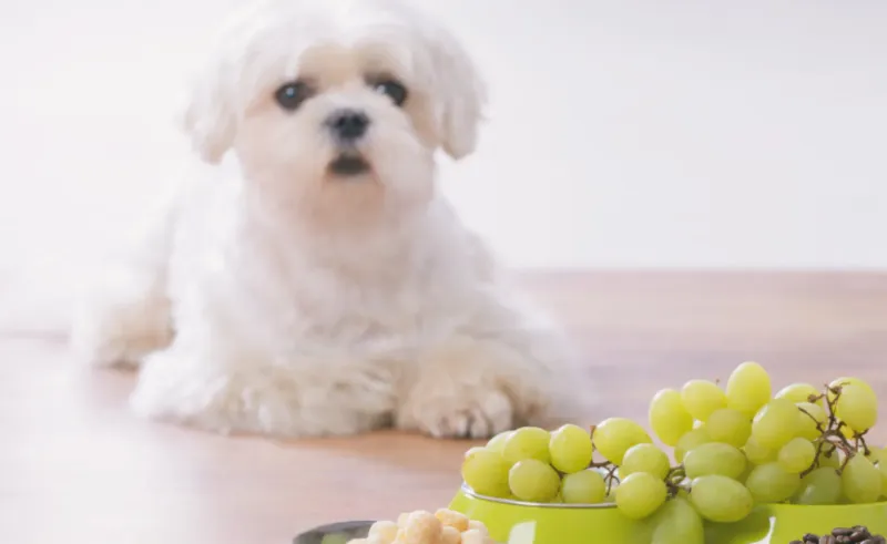 Tiny Terrors: Grapes and Raisins