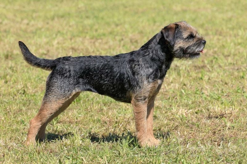 Border Terrier