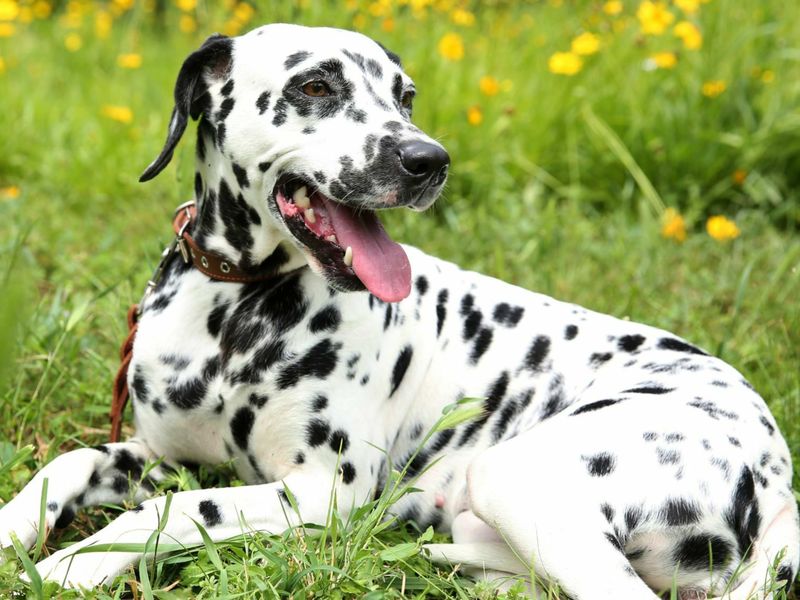 Dalmatian: Not Just a Disney Dog