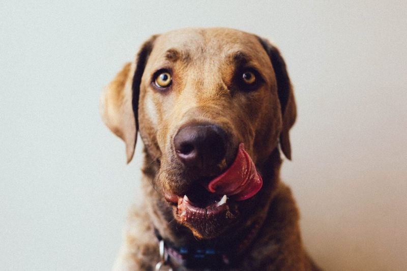 Frequent Yawning or Licking Lips