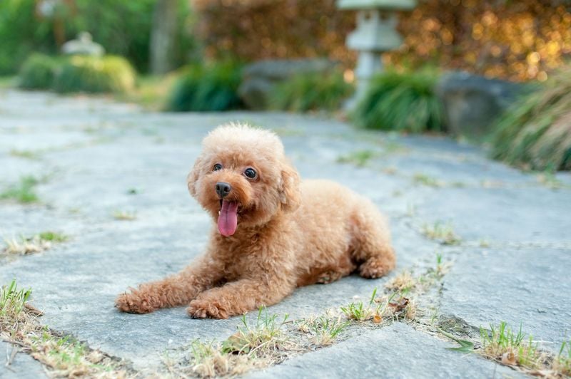 Toy Poodle
