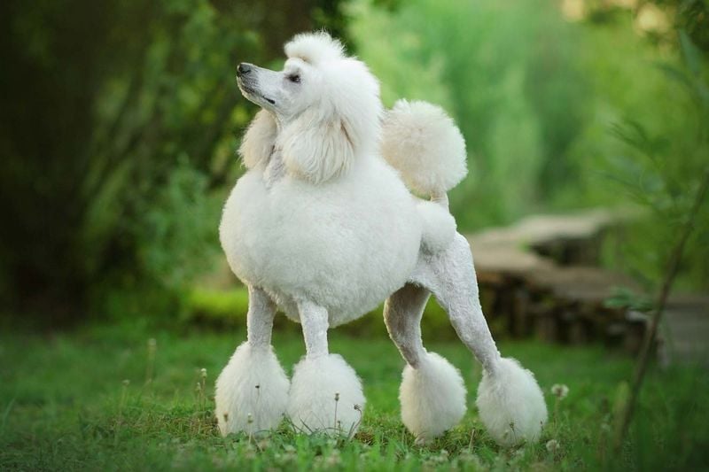 Standard Poodle