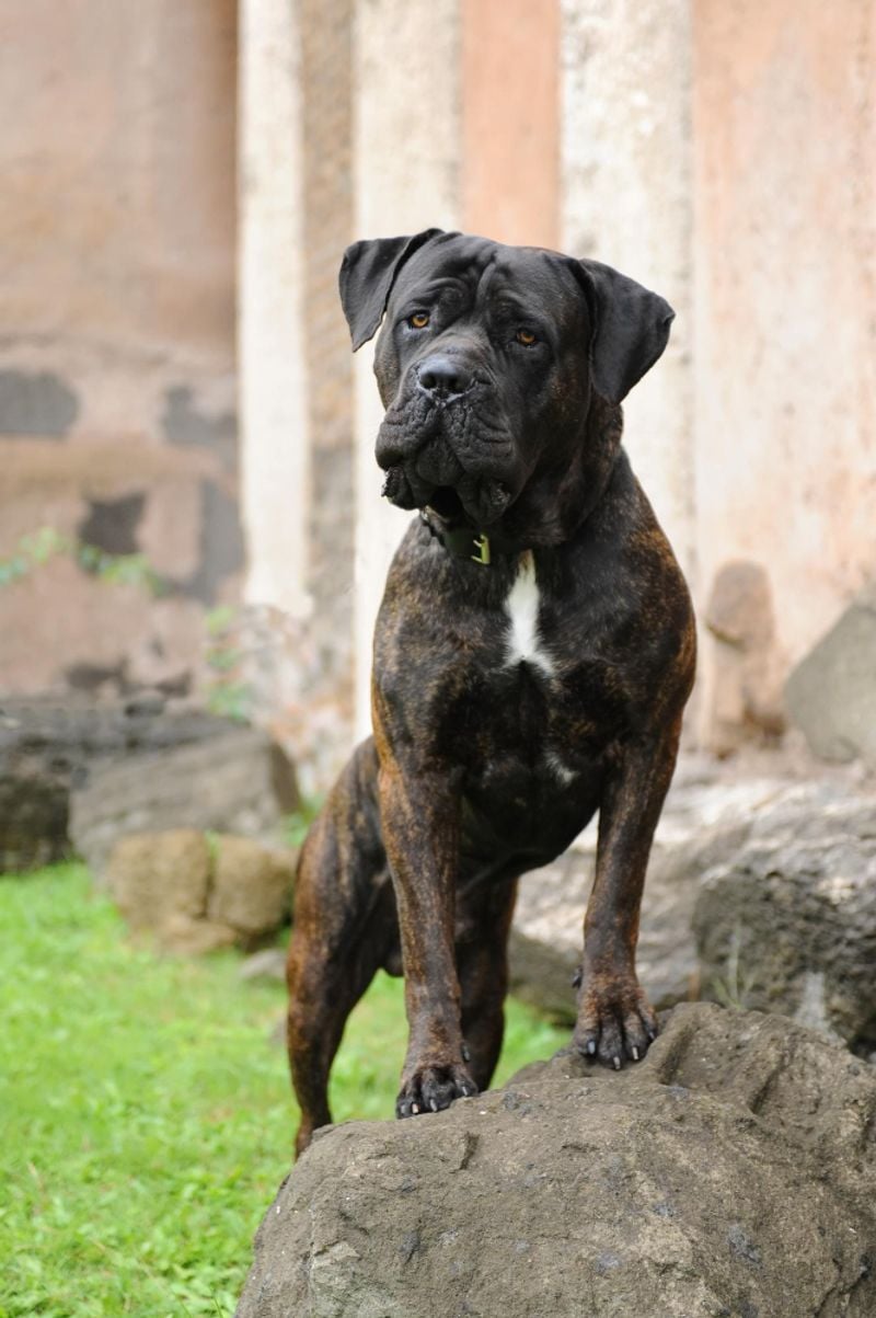 Cane Corso