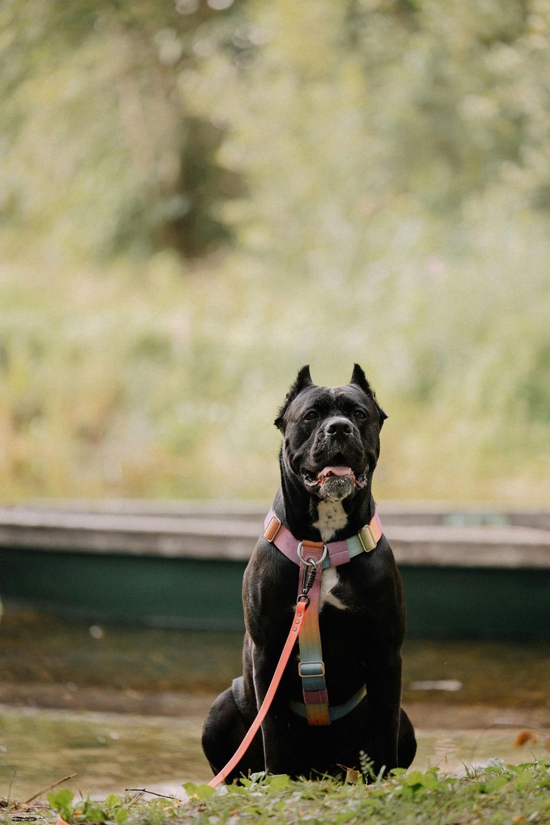 Cane Corso