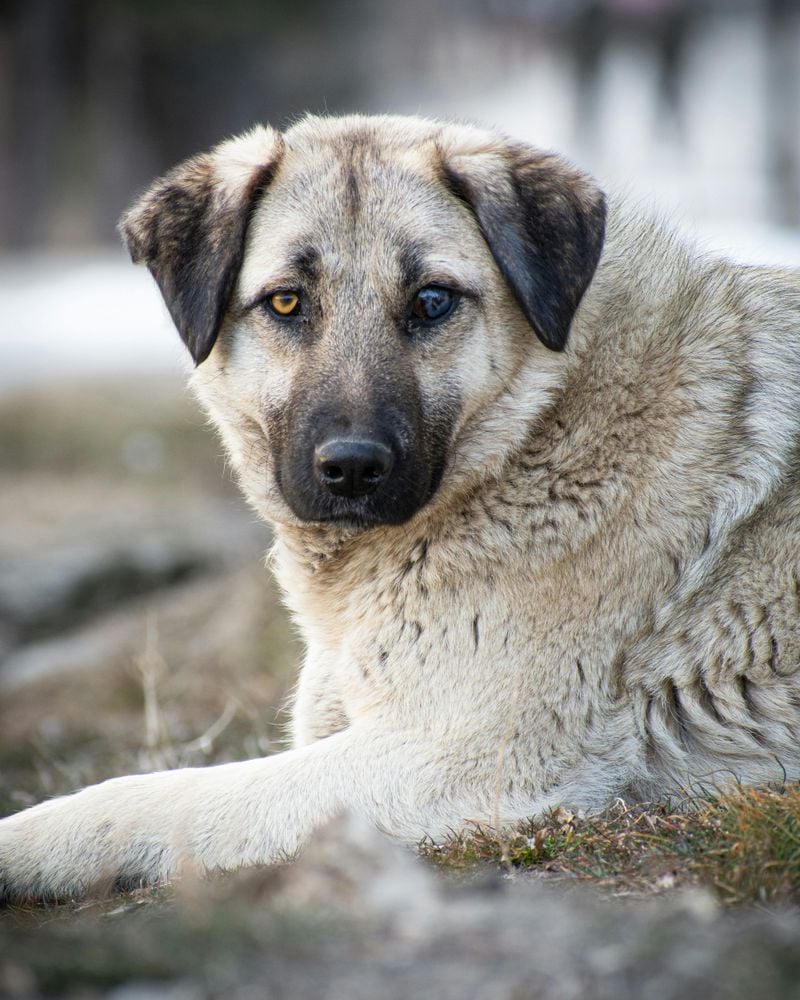 Kangal: Turkey's Livestock Defender