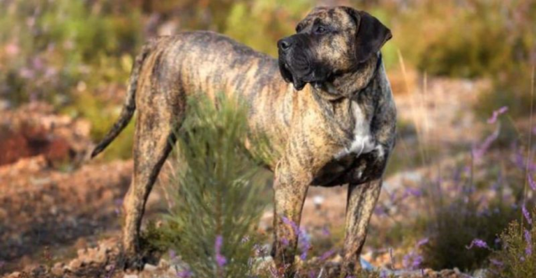 Presa Canario Dog Breed Guide: Temperament, Training, Diet & More