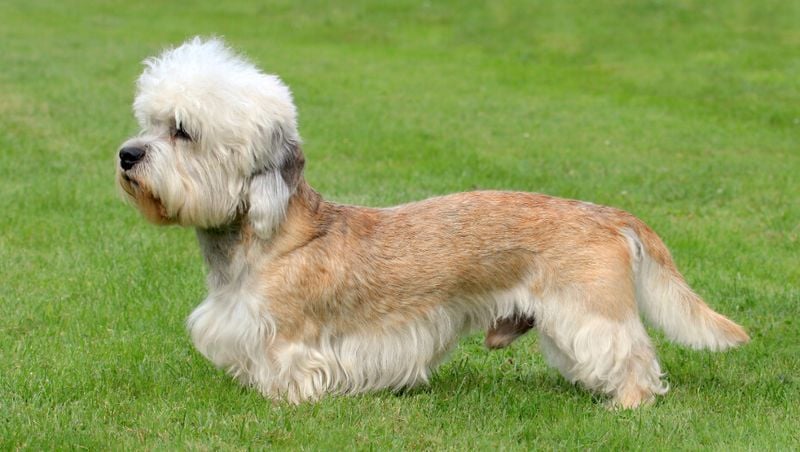 Dandie Dinmont Terrier