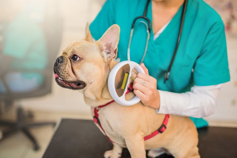 Identification Brings Lost Pets Home