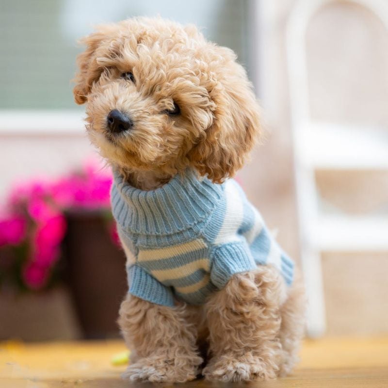 Toy Poodle