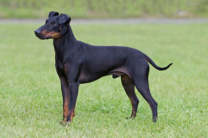 Manchester Terrier (Standard)