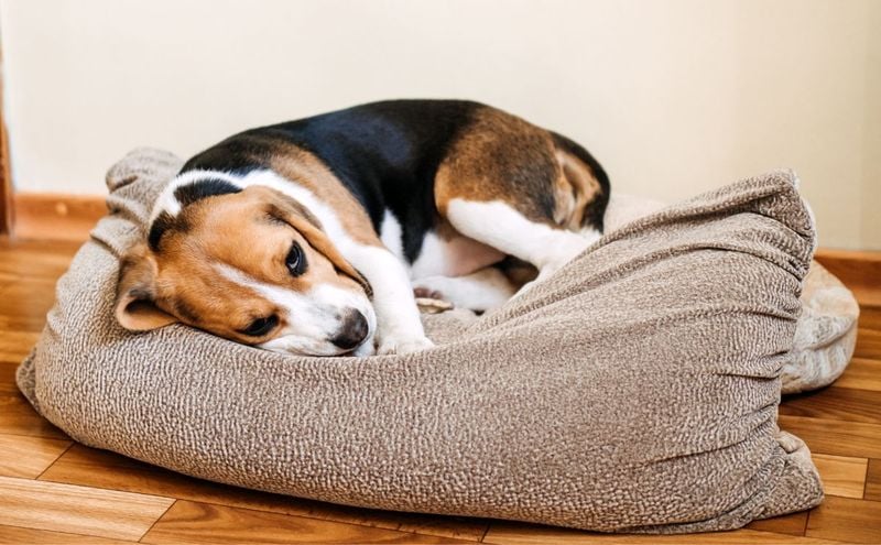 Beagle: Howling Health Concerns