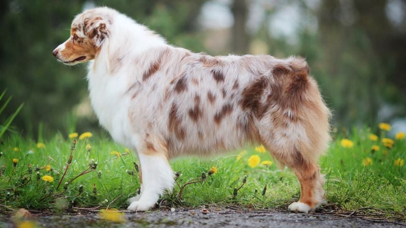 Australian Shepherd
