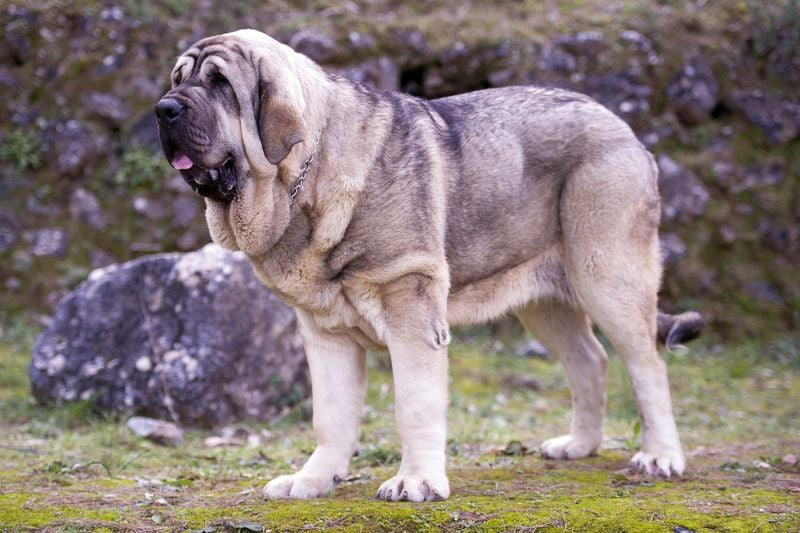 Spanish Mastiff