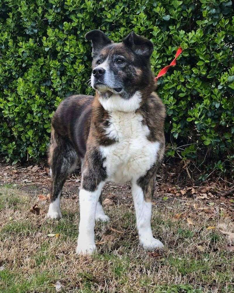 Akita