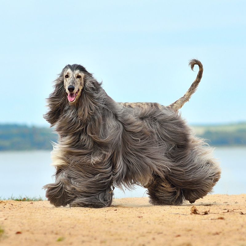 Afghan Hound: The Disco-Era Glamour Dog
