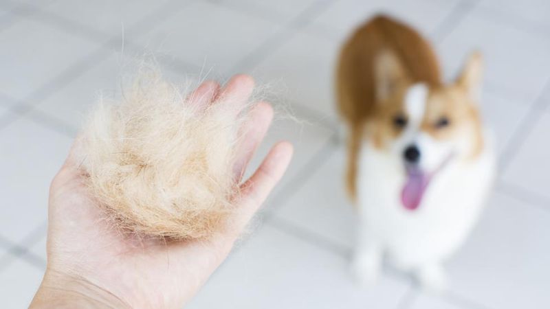 Excessive Shedding or Dandruff