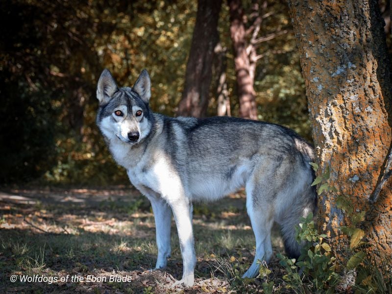 Wolf–Tamaskan Dog Mix
