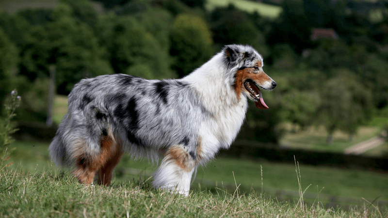 Australian Shepherd