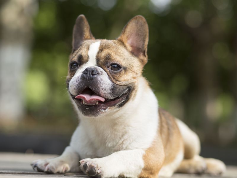 French Bulldog