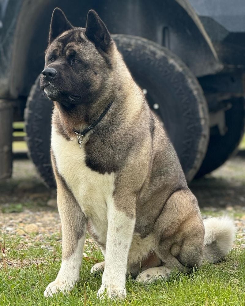 Akita: The Dignified Fluff Master