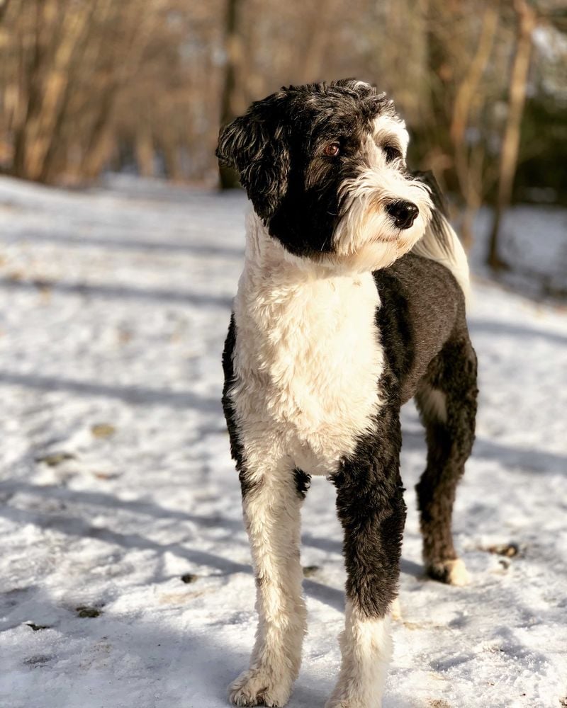 Is the Sheepadoodle the Right Dog for You?