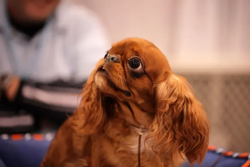 English Toy Spaniel