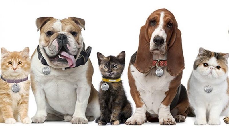 Call a Pet Aftercare Service