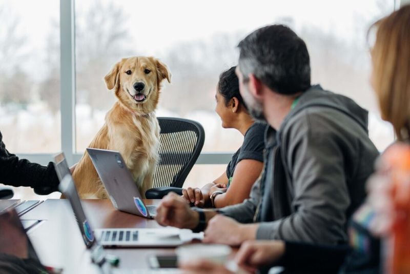 Workplace Happiness Skyrockets With Furry Friends
